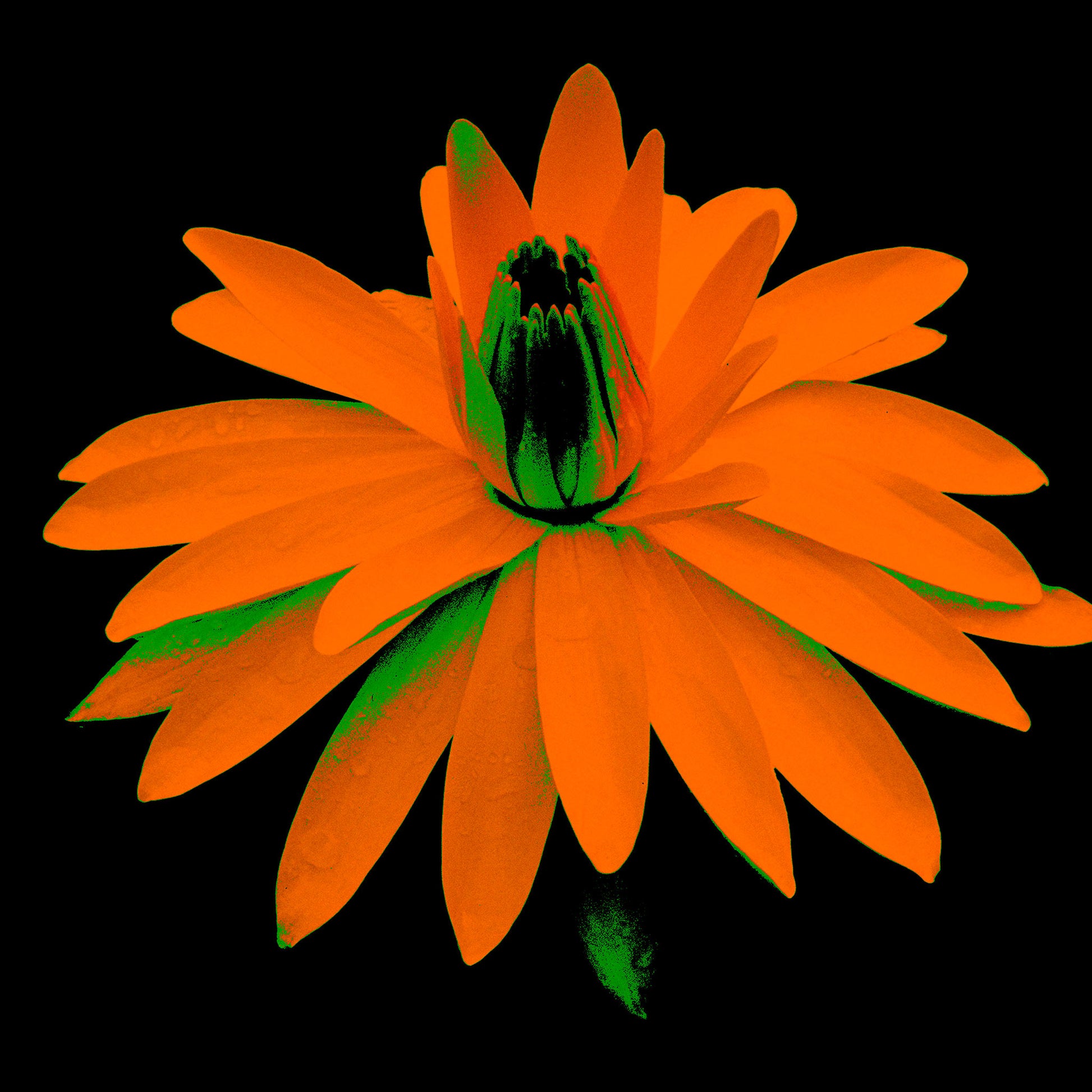 POP Art Collection Flowers - Lily in the Lake 25002bv5 - 90x90cm, vibrant lily flower fine art print with bold orange petals on a black background, limited edition by Raymond Mather, ART1.