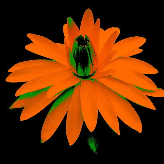 POP Art Collection Flowers - Lily in the Lake 25002bv5 - Close Detail View, vibrant lily flower fine art print with bold orange petals on a black background, limited edition by Raymond Mather, ART1.