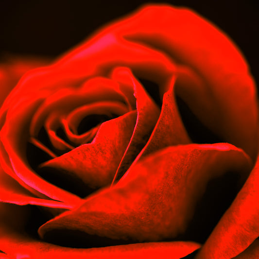 POP Art Collection Flowers - Rose 3980v1027 - Close Detail View, vibrant rose fine art print with dramatic red petals and a soft dark background, limited edition by Raymond Mather, ART1.