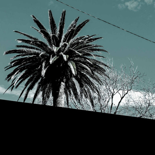 POPscape Sydney - Centennial Park - Palms Street - 9292v14 - Close Detail View, Stylised image of a palm tree silhouetted above a slanted suburban rooftop, set against a soft turquoise sky with minimal detail and a graphic composition.