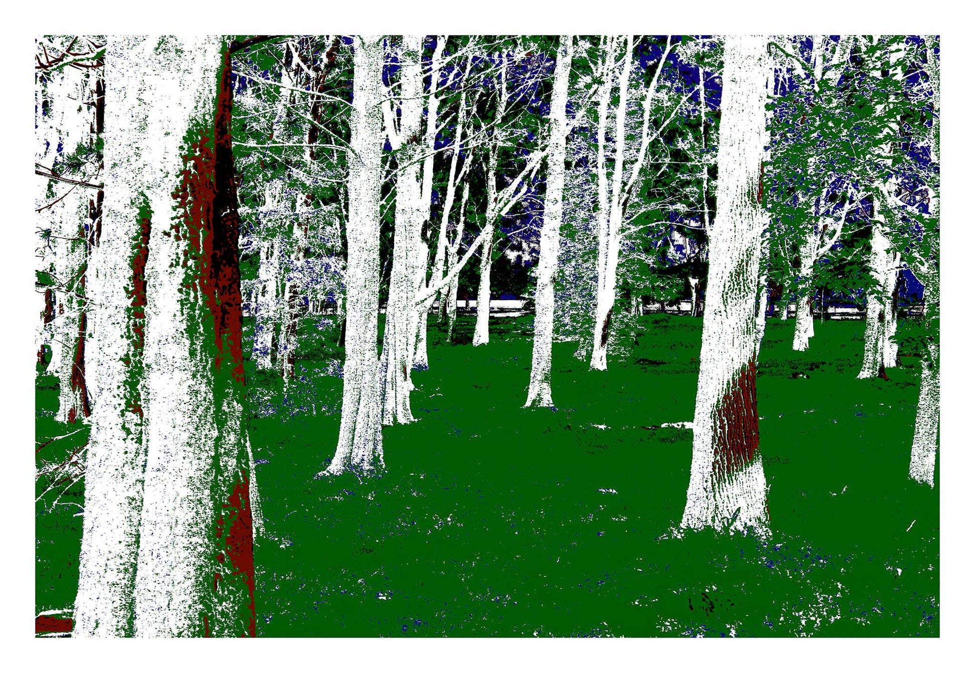 POPscape Sydney - Centennial Park - Pine Grove - 19003v10 - 104x74cm, Stylised forest scene in Centennial Park featuring tall white-barked pine trees and vivid green grass, with rich red and deep blue accents enhancing the contrast and mood.