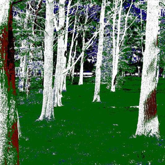 POPscape Sydney - Centennial Park - Pine Grove - 19003v10 - Close Detail View, Stylised forest scene in Centennial Park featuring tall white-barked pine trees and vivid green grass, with rich red and deep blue accents enhancing the contrast and mood.