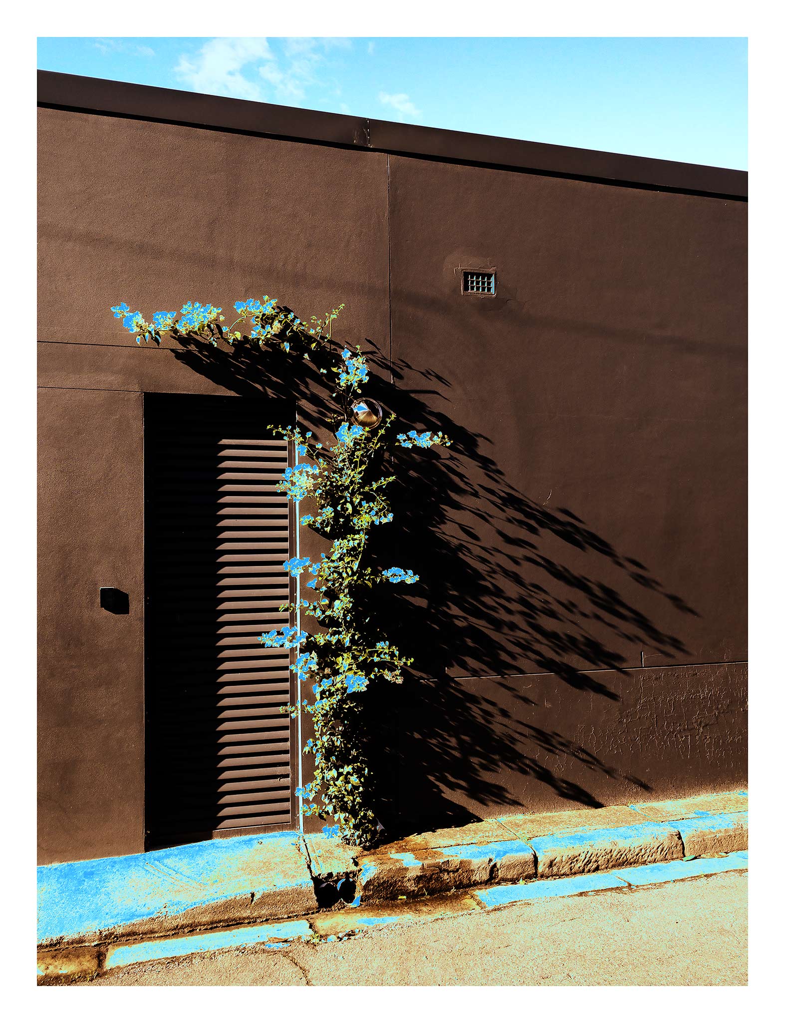 POPscape Sydney - Centennial Park - Vine Shadow - 9295v51 - 81.5x104cm, Stylised Pop Art image of a flowering vine growing against a dark wall on a quiet Sydney street. Blue blossoms and painted curb pop against rich shadows and warm textures.