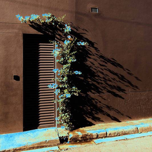 POPscape Sydney - Centennial Park - Vine Shadow - 9295v51 - Close Detail View, Stylised Pop Art image of a flowering vine growing against a dark wall on a quiet Sydney street. Blue blossoms and painted curb pop against rich shadows and warm textures.