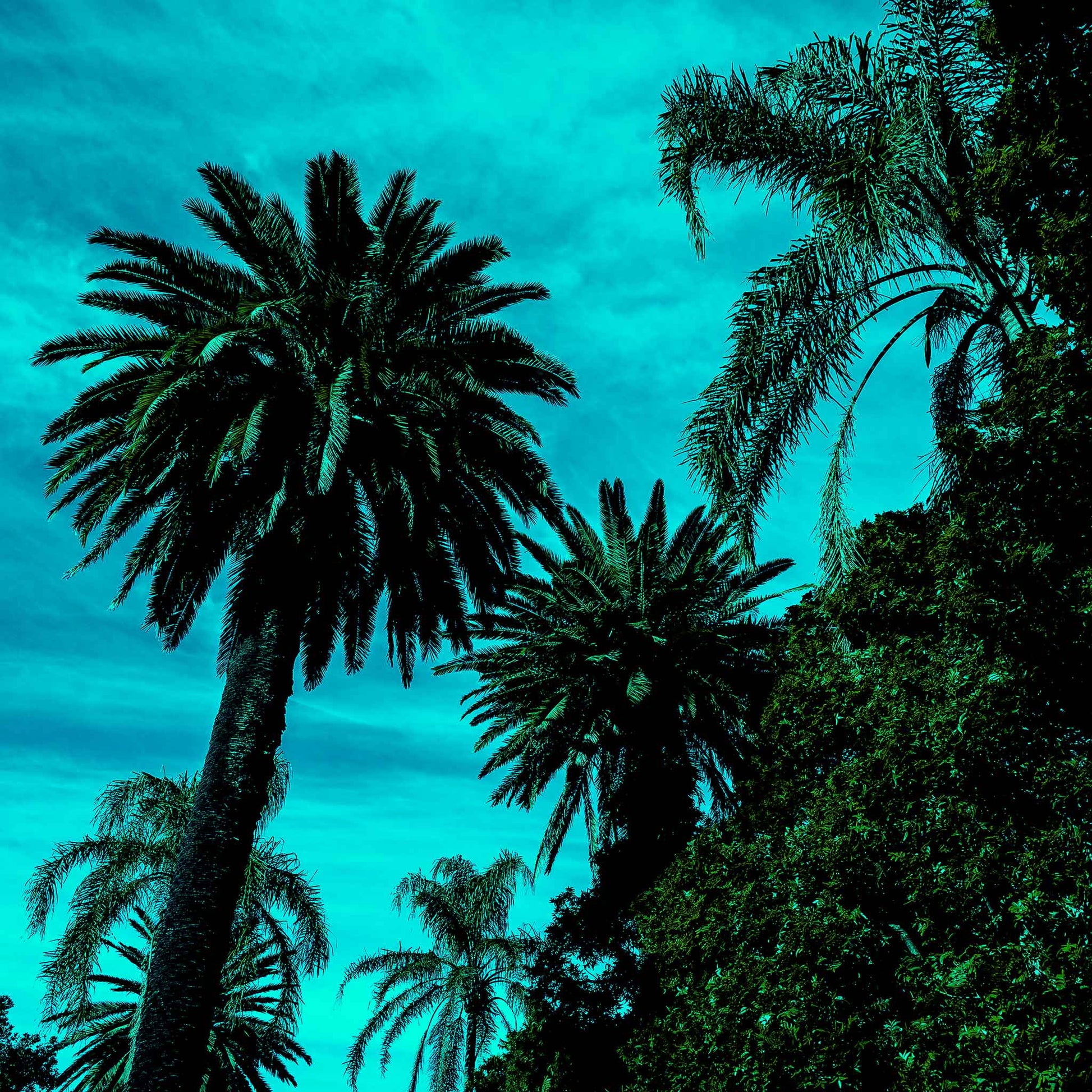 POPscape Sydney - Centennial Parklands - Palms - 9338v10 - Close Detail View, Tall palm trees silhouetted against a vividly turquoise sky with dense foliage, creating a striking tropical scene in a stylised pop-art palette.