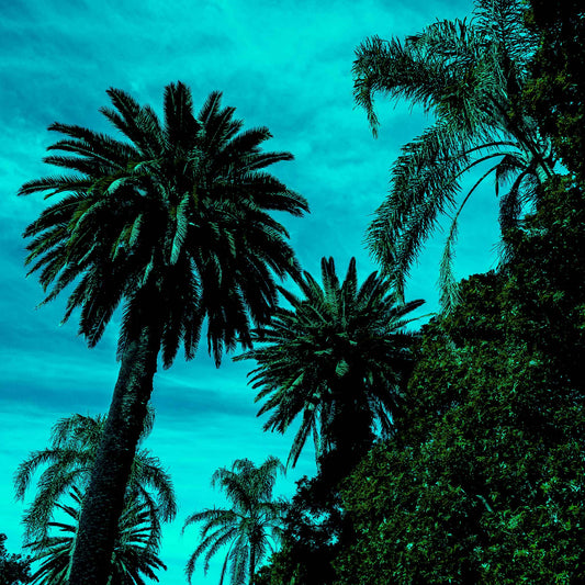 POPscape Sydney - Centennial Parklands - Palms - 9338v10 - Close Detail View, Tall palm trees silhouetted against a vividly turquoise sky with dense foliage, creating a striking tropical scene in a stylised pop-art palette.