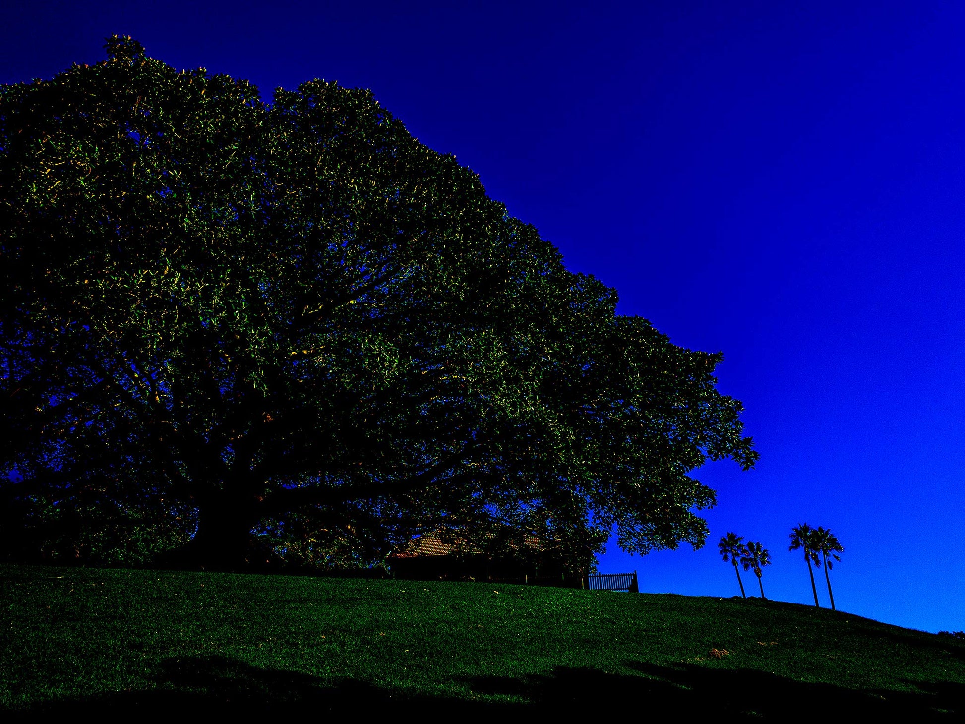 POPscape Sydney - Centennial Parklands - Palms Rangers Residence - 8655v13 - 90x67.5cm, Stylised Pop Art image of a large fig tree silhouetted against a deep blue sky in Centennial Parklands. Palm trees and a distant building sit beneath a wide canopy.