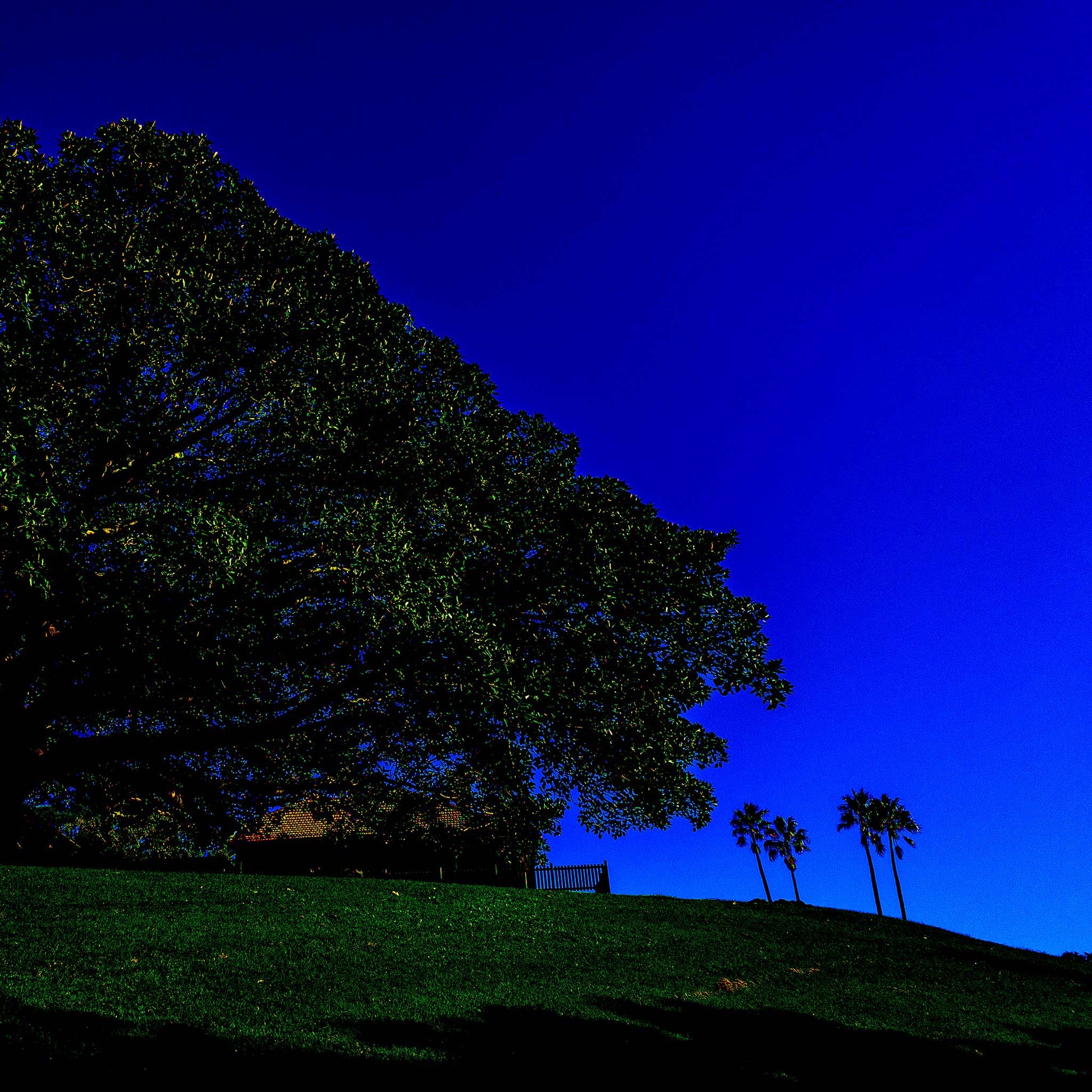 POPscape Sydney - Centennial Parklands - Palms Rangers Residence - 8655v13 - Close Detail View, Stylised Pop Art image of a large fig tree silhouetted against a deep blue sky in Centennial Parklands. Palm trees and a distant building sit beneath a wide canopy.
