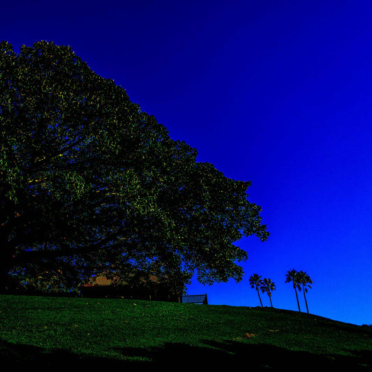 POPscape Sydney - Centennial Parklands - Palms Rangers Residence - 8655v13 - Close Detail View, Stylised Pop Art image of a large fig tree silhouetted against a deep blue sky in Centennial Parklands. Palm trees and a distant building sit beneath a wide canopy.