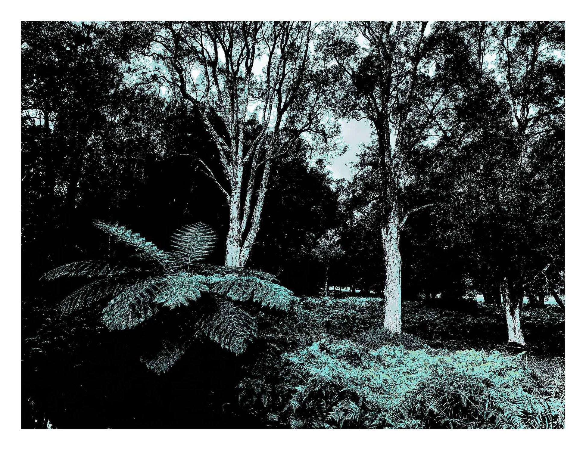POPscape Sydney - Centennial Parklands - Tree Fern - 9762v3 - 104x81.5cm, Stylised image of a large tree fern under tall native trees in Centennial Parklands, Sydney. Cool-toned duotone treatment in teal and black with moody contrast.