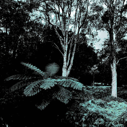 POPscape Sydney - Centennial Parklands - Tree Fern - 9762v3 - Close Detail View, Stylised image of a large tree fern under tall native trees in Centennial Parklands, Sydney. Cool-toned duotone treatment in teal and black with moody contrast.