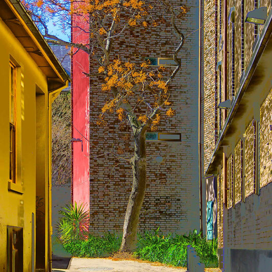 POPscape Sydney - Darlinghurst - Tree Laneway - 1906025v20 - Close Detail View, Stylised image of a golden-leaved tree in a narrow laneway between yellow, red, and brick buildings in Darlinghurst, Sydney. Warm-toned Pop Art treatment with strong urban contrast.