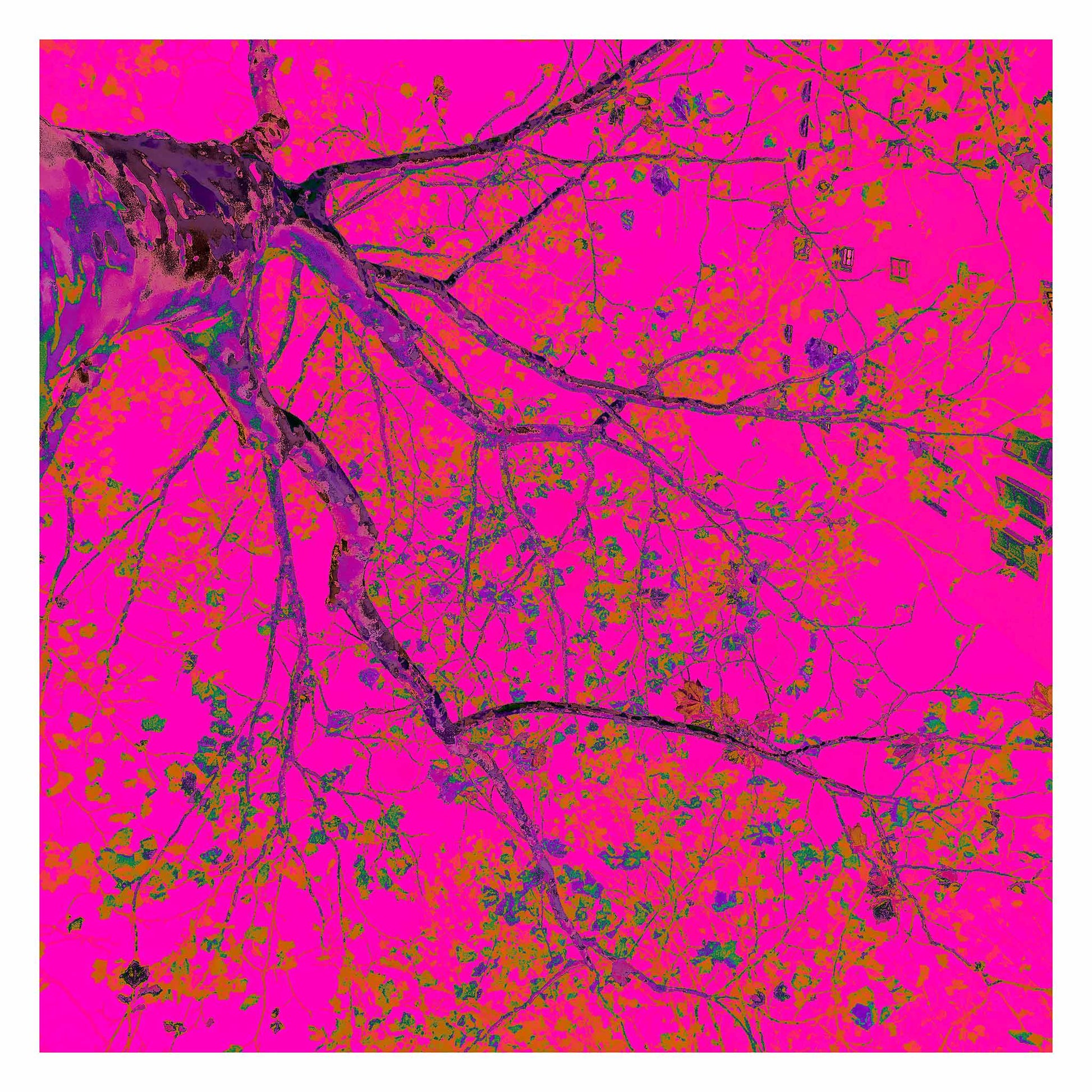POPscape Sydney - Potts Point - Tree - 203898v20 - 104x104cm, Stylised image of a tree viewed from below, its dark branches stretching across a vibrant hot pink background. Pop Art-inspired colour palette with neon accents and organic detail.