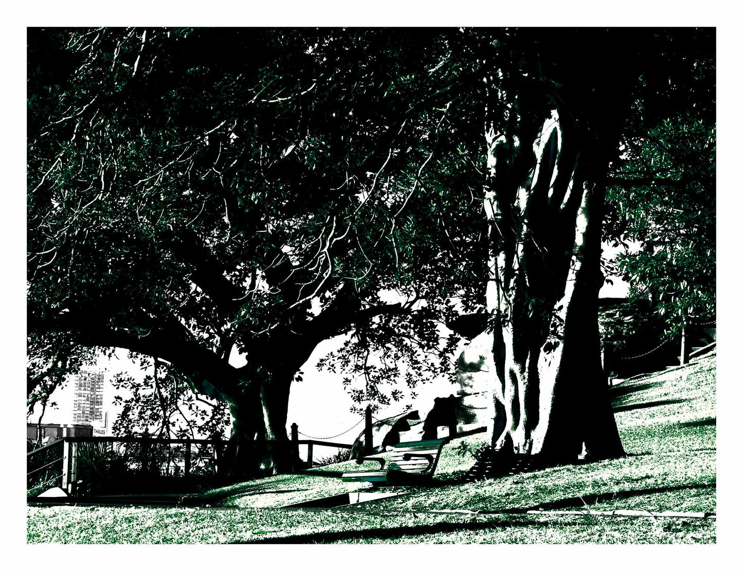 POPscape Sydney - Mrs Macquaries Point - 192497-4v6a - 104x81.5cm, Stylised image of large fig trees and park benches at Mrs Macquaries Point, Sydney, with strong shadows and contrast in deep green and black tones, and glimpses of the harbour skyline in the distance.