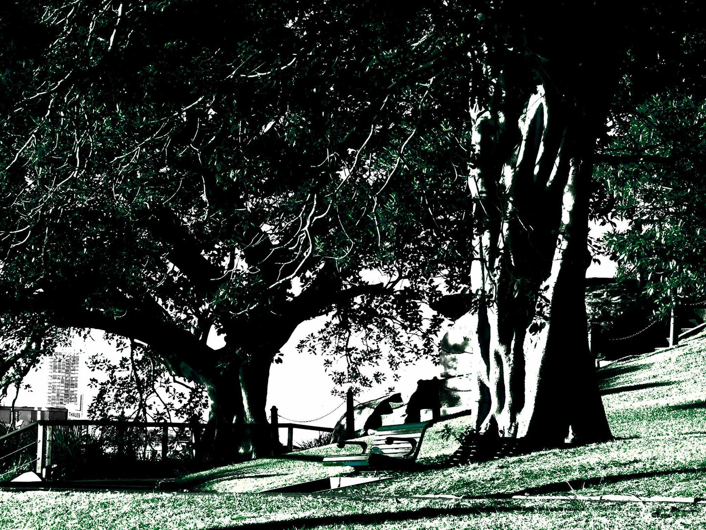 POPscape Sydney - Mrs Macquaries Point - 192497-4v6a - 90x67.5cm, Stylised image of large fig trees and park benches at Mrs Macquaries Point, Sydney, with strong shadows and contrast in deep green and black tones, and glimpses of the harbour skyline in the distance.
