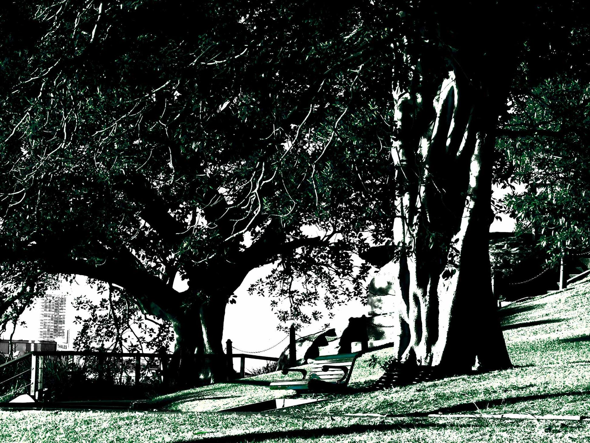 POPscape Sydney - Mrs Macquaries Point - 192497-4v6a - 90x67.5cm, Stylised image of large fig trees and park benches at Mrs Macquaries Point, Sydney, with strong shadows and contrast in deep green and black tones, and glimpses of the harbour skyline in the distance.