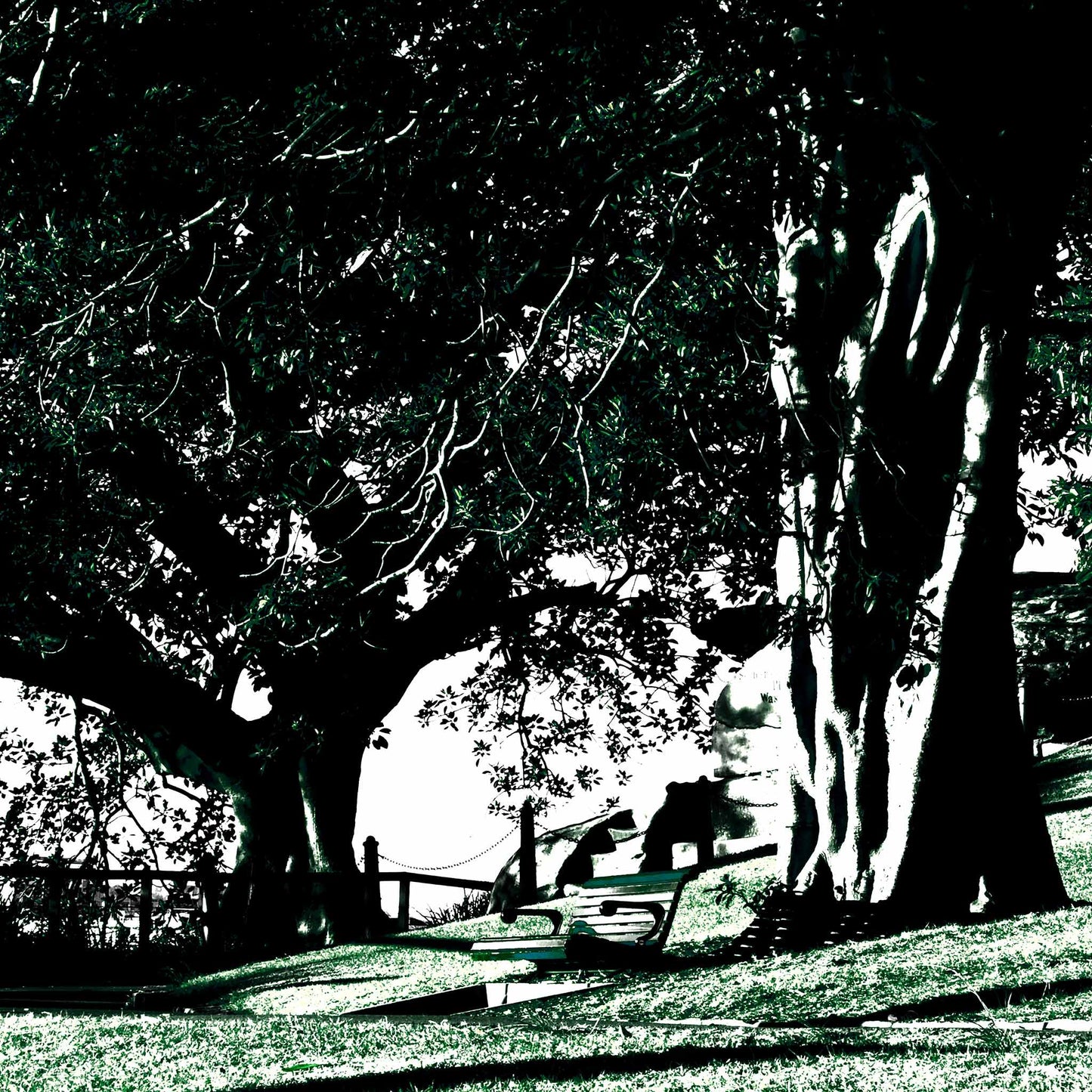 POPscape Sydney - Mrs Macquaries Point - 192497-4v6a - Close Detail View, Stylised image of large fig trees and park benches at Mrs Macquaries Point, Sydney, with strong shadows and contrast in deep green and black tones, and glimpses of the harbour skyline in the distance.