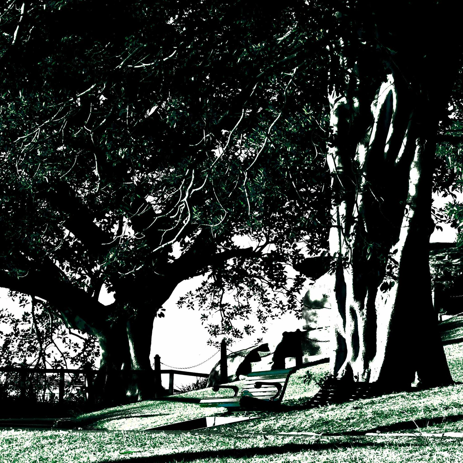 POPscape Sydney - Mrs Macquaries Point - 192497-4v6a - Close Detail View, Stylised image of large fig trees and park benches at Mrs Macquaries Point, Sydney, with strong shadows and contrast in deep green and black tones, and glimpses of the harbour skyline in the distance.
