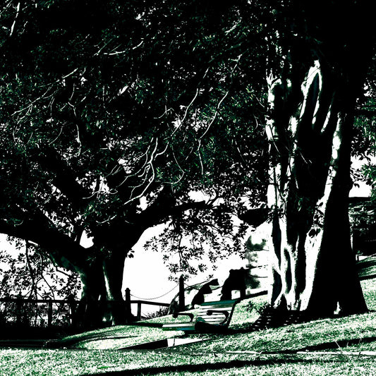 POPscape Sydney - Mrs Macquaries Point - 192497-4v6a - Close Detail View, Stylised image of large fig trees and park benches at Mrs Macquaries Point, Sydney, with strong shadows and contrast in deep green and black tones, and glimpses of the harbour skyline in the distance.