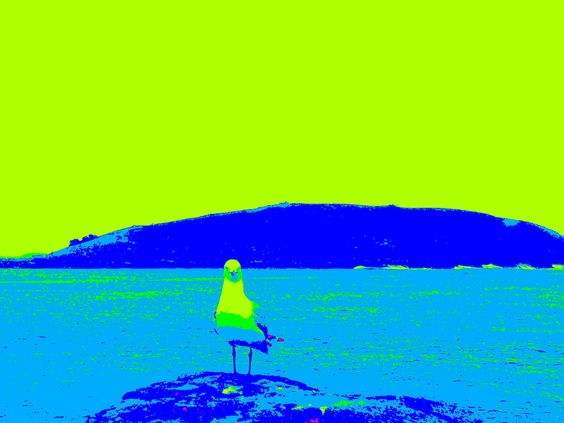 Vivid Country - Coffs Harbour - Seagull 1332v3 - 90x67.5cm, Pop-art style fine art print of a seagull standing on a rock at Coffs Harbour with Gumbaynggirr Mutton Bird Island backdrop, rendered in vivid green, blue, and yellow tones.