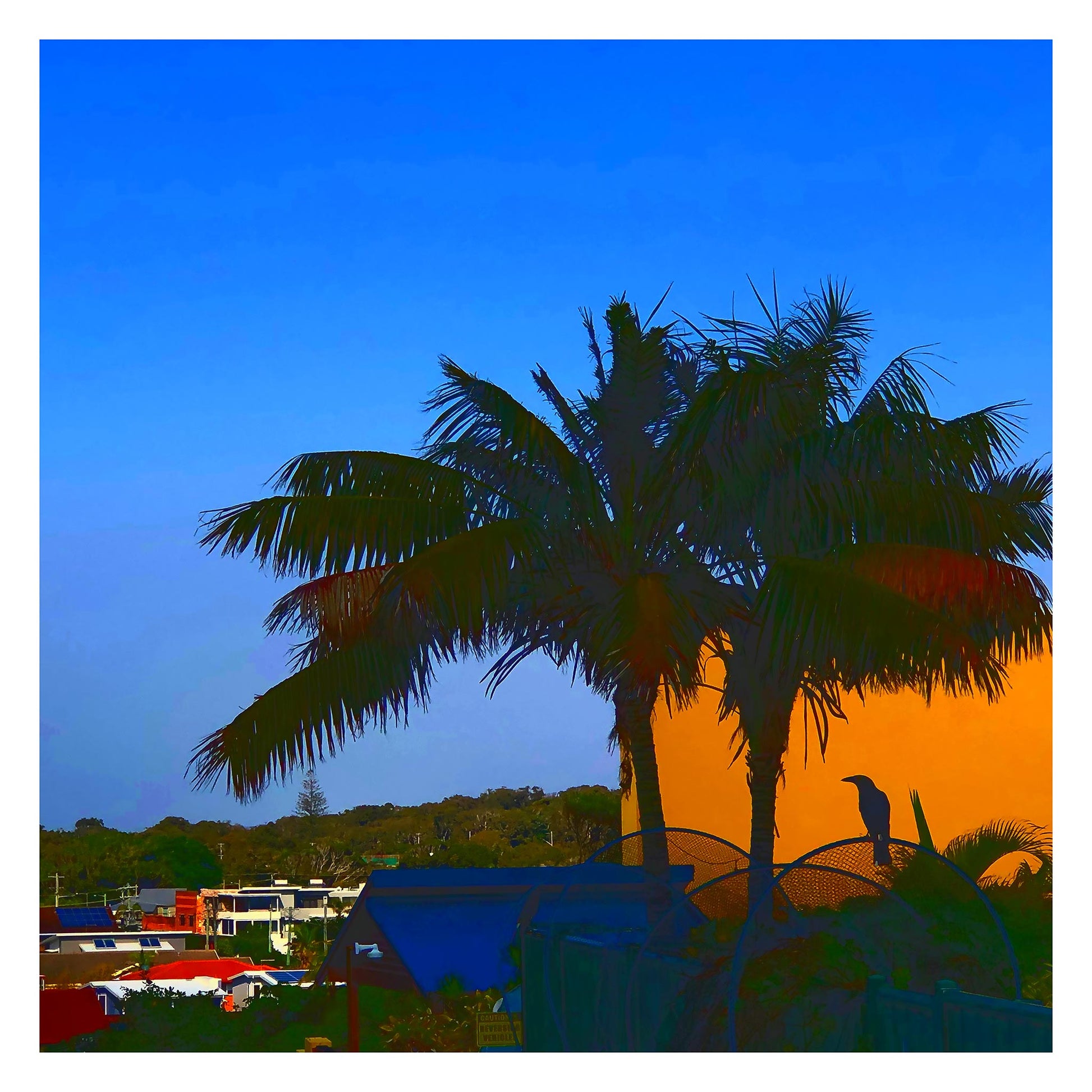 Vivid Country - Sawtell Palm Magpie - 5322v21 - 104x104cm, a lone magpie perches in silhouette beneath palm trees at sunrise, framed by vivid blocks of orange and deep blue in a stylised Pop Art-inspired composition of a suburban coastal morning.