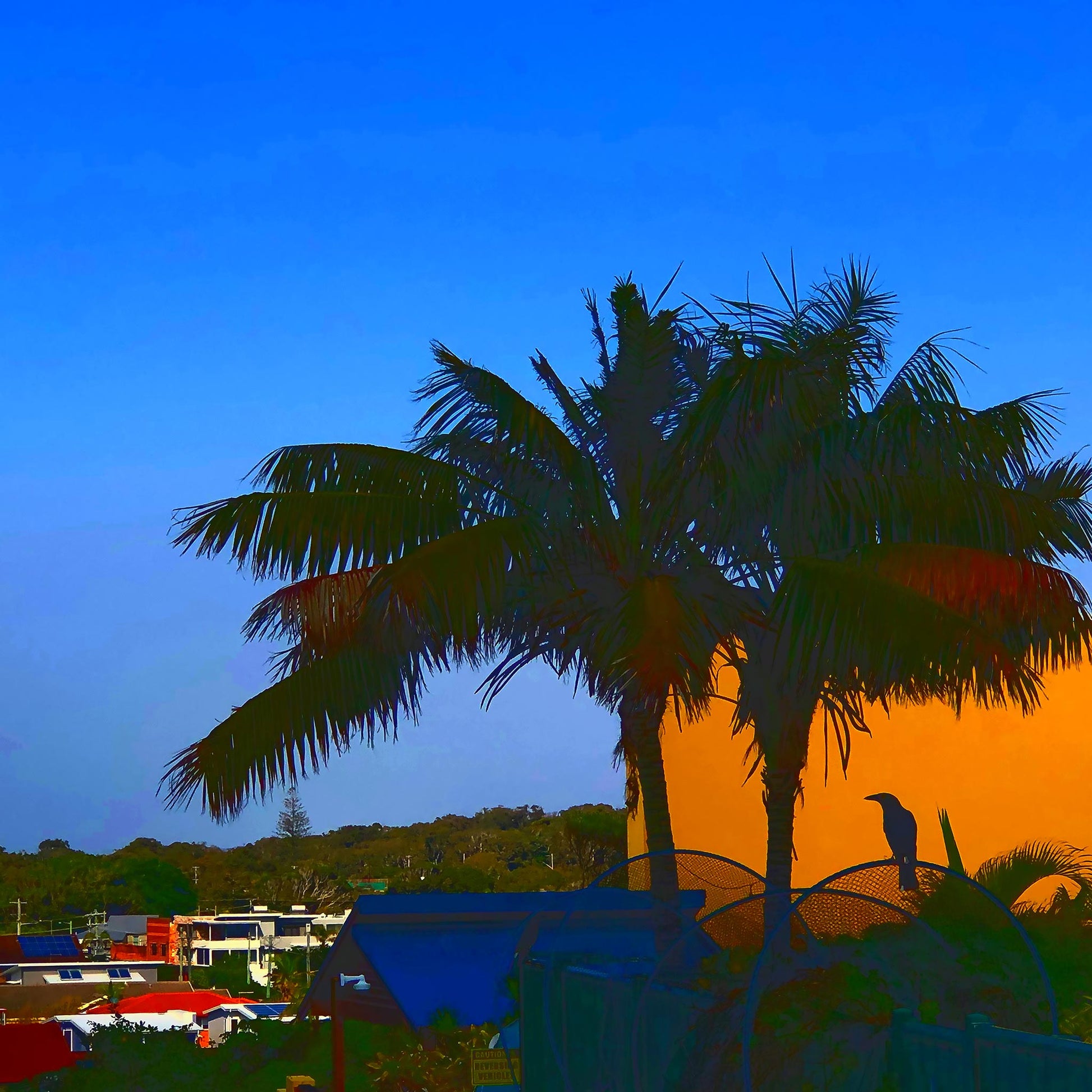Vivid Country - Sawtell Palm Magpie - 5322v21 - 90x90cm, a lone magpie perches in silhouette beneath palm trees at sunrise, framed by vivid blocks of orange and deep blue in a stylised Pop Art-inspired composition of a suburban coastal morning.