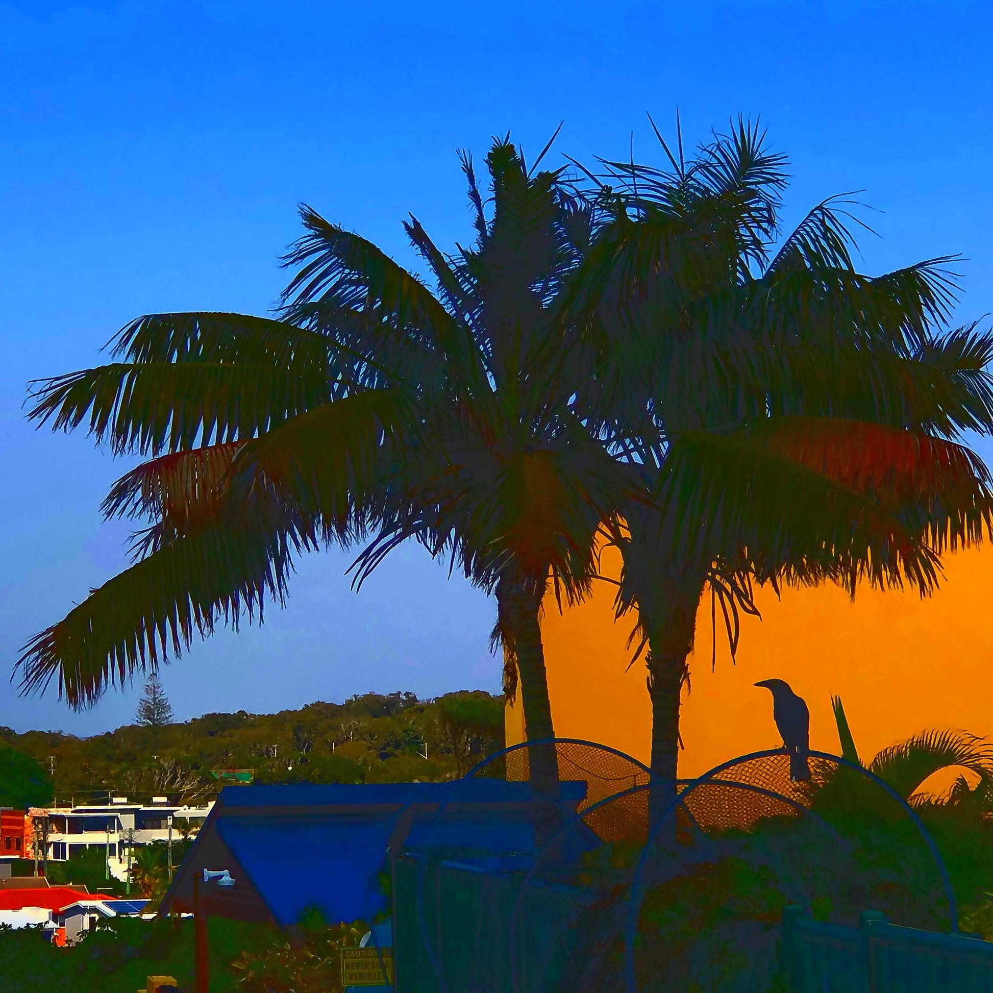 Vivid Country - Sawtell Palm Magpie - 5322v21 - Close Detail View, a lone magpie perches in silhouette beneath palm trees at sunrise, framed by vivid blocks of orange and deep blue in a stylised Pop Art-inspired composition of a suburban coastal morning.