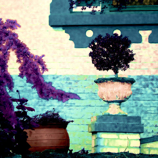 Vivid Country - Tamworth Garden Pot Plant - 4819-2v20a - Close Detail View, a stylised garden scene showing a potted topiary in a classical urn, framed by lavender-toned foliage and a turquoise brick wall. A window reflects soft light, adding warmth and subtle narrative to the Pop Art-style image.