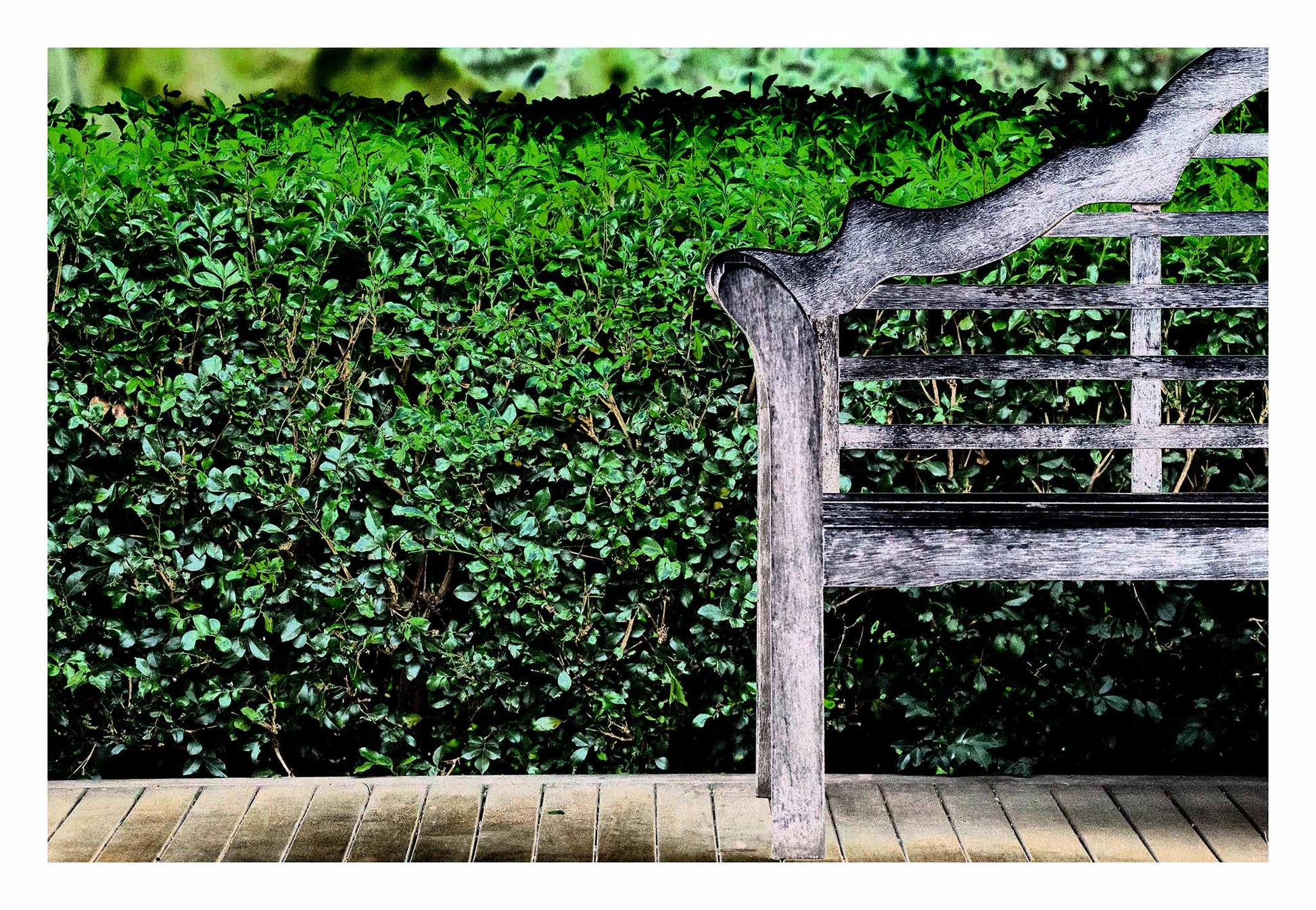 Vivid Country - Tamworth Garden Seat - 4749v29 - 104x74cm, a fine art Pop Art-style photograph of a weathered timber garden bench partially framed against a dense green hedge. The image evokes simplicity, symmetry, and quiet reflection in a curated natural space.