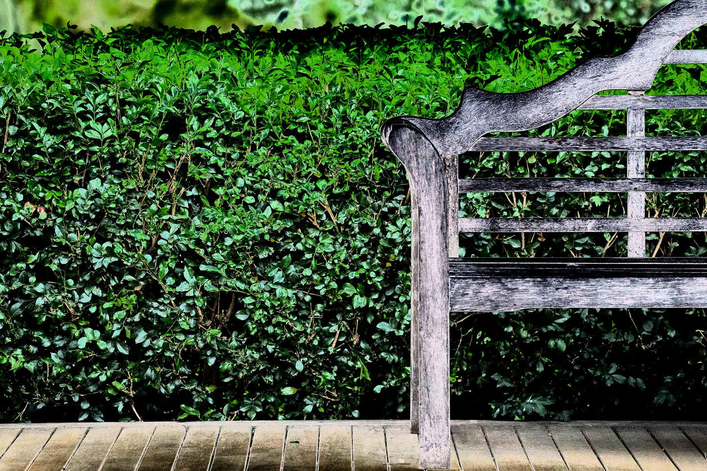 Vivid Country - Tamworth Garden Seat - 4749v29 - 90x60cm, a fine art Pop Art-style photograph of a weathered timber garden bench partially framed against a dense green hedge. The image evokes simplicity, symmetry, and quiet reflection in a curated natural space.