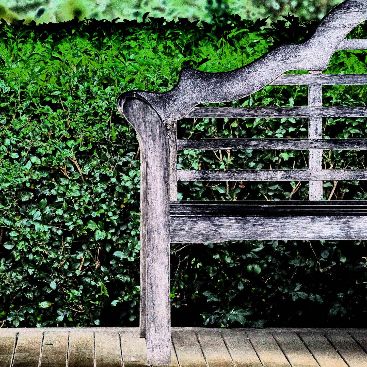 Vivid Country - Tamworth Garden Seat - 4749v29 - Close Detail View, a fine art Pop Art-style photograph of a weathered timber garden bench partially framed against a dense green hedge. The image evokes simplicity, symmetry, and quiet reflection in a curated natural space.