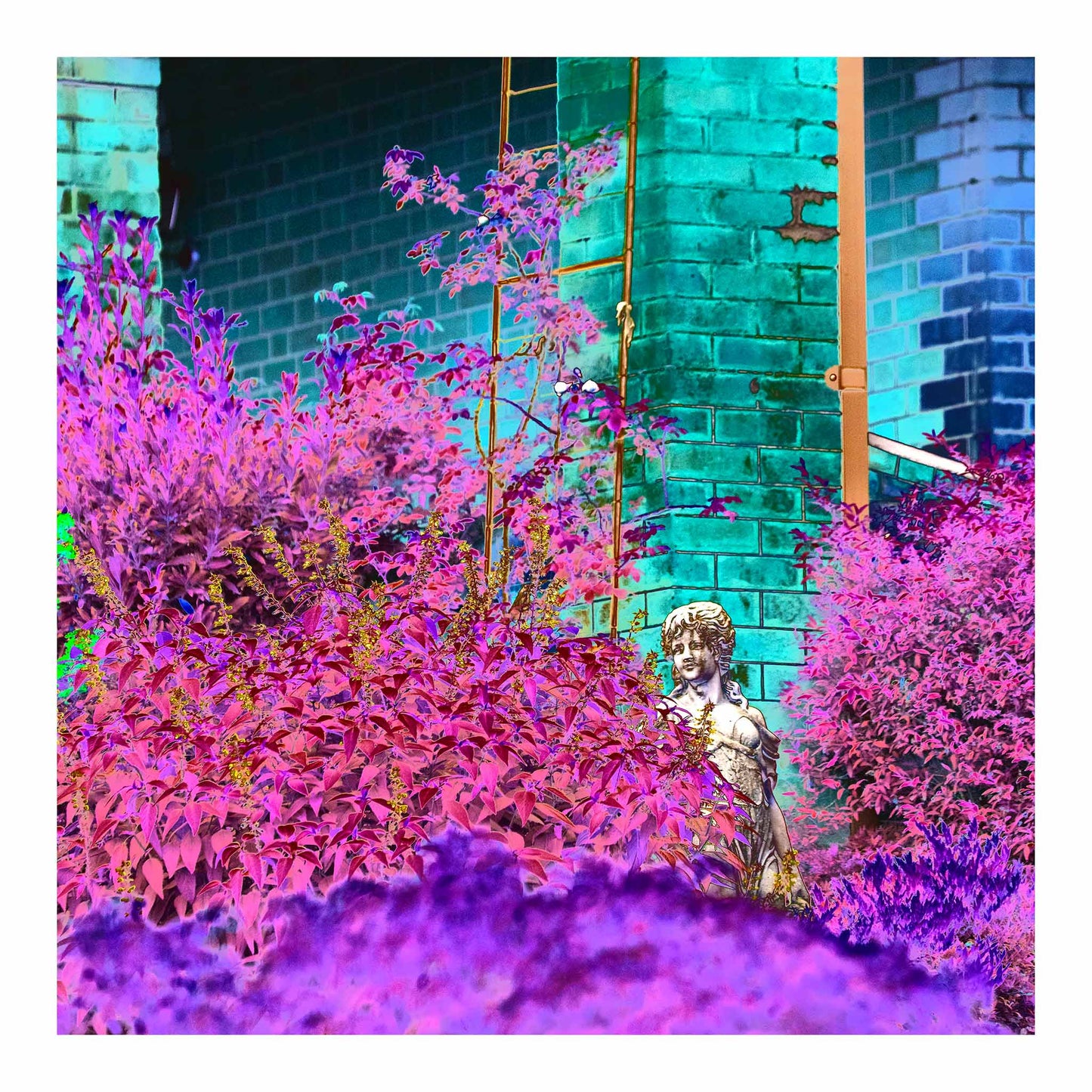 Vivid Country - Tamworth Garden Statue - 4818v6b - 74x74cm, a Pop Art-style fine art image showing a classical statue partially hidden among vibrant pink, purple, and magenta foliage, with a turquoise brick wall in the background. A vivid, theatrical garden scene.