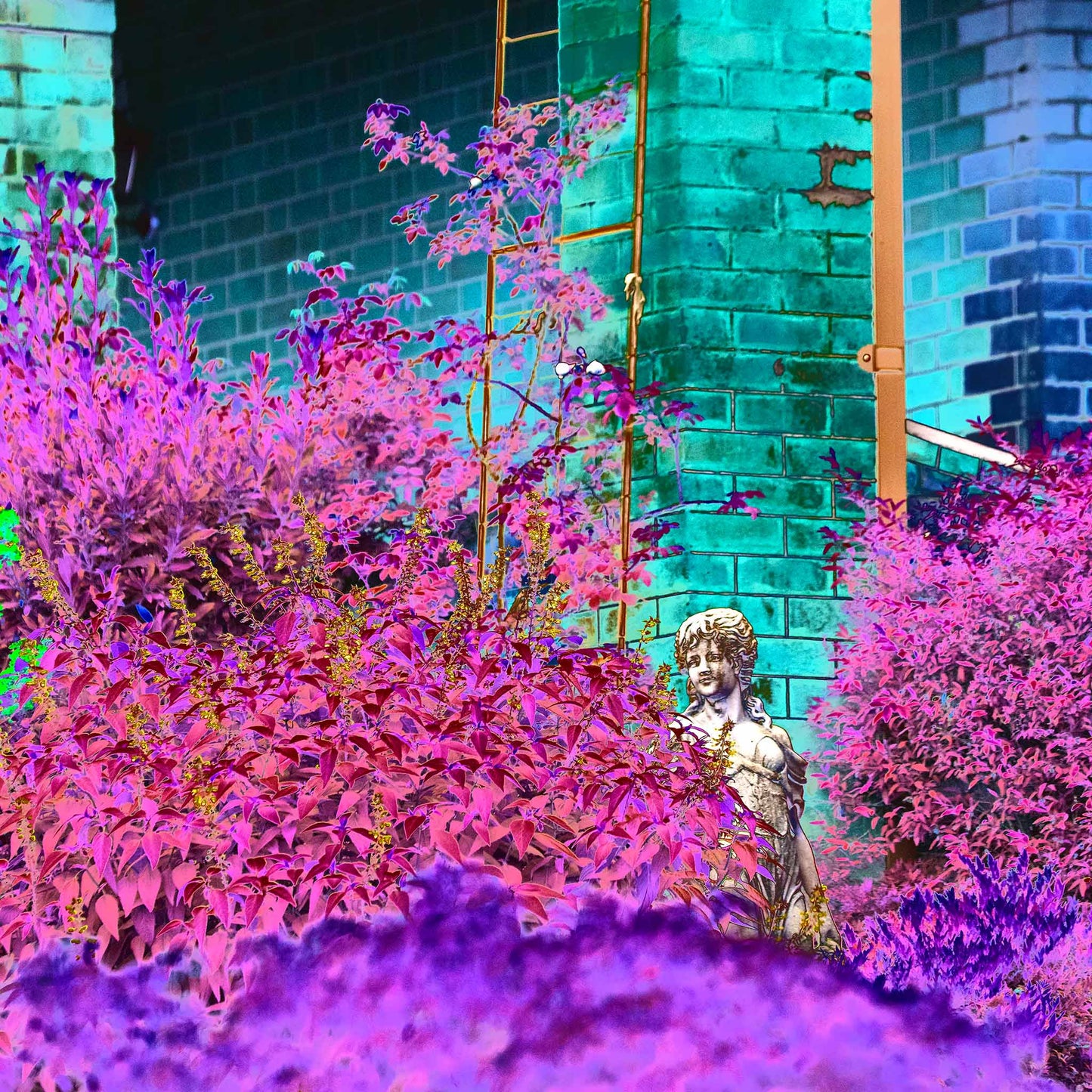 Vivid Country - Tamworth Garden Statue - 4818v6b - 60x60cm, a Pop Art-style fine art image showing a classical statue partially hidden among vibrant pink, purple, and magenta foliage, with a turquoise brick wall in the background. A vivid, theatrical garden scene.
