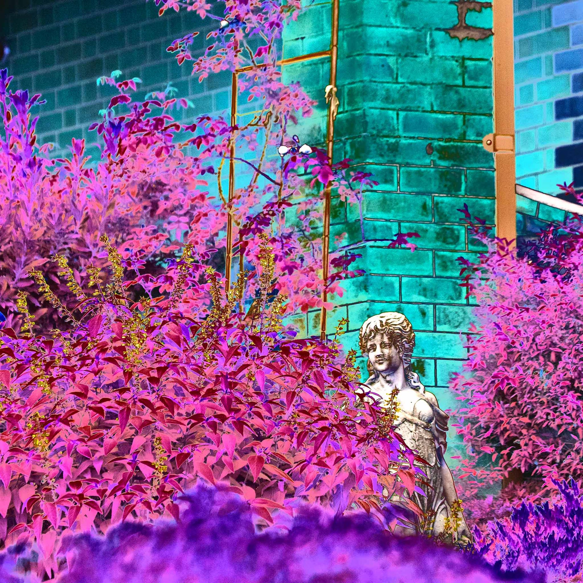Vivid Country - Tamworth Garden Statue - 4818v6b - Close Detail View, a Pop Art-style fine art image showing a classical statue partially hidden among vibrant pink, purple, and magenta foliage, with a turquoise brick wall in the background. A vivid, theatrical garden scene.