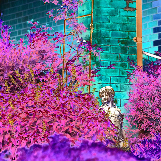 Vivid Country - Tamworth Garden Statue - 4818v6b - Close Detail View, a Pop Art-style fine art image showing a classical statue partially hidden among vibrant pink, purple, and magenta foliage, with a turquoise brick wall in the background. A vivid, theatrical garden scene.