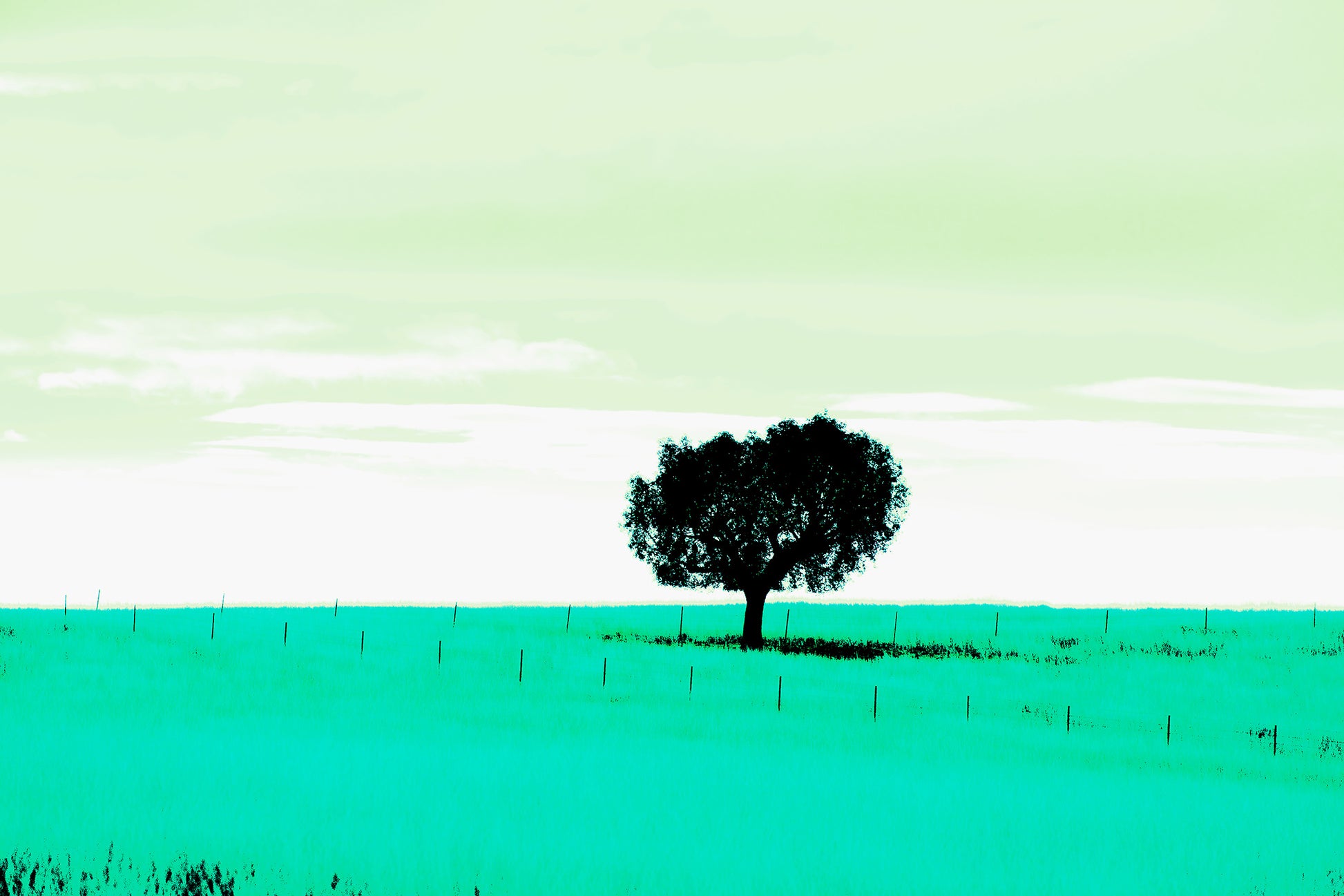 Vivid Country - Tamworth Moore Creek - 2853v209a - 90x60cm, a lone tree stands in a vast green field under a pale mint sky, framed by evenly spaced fence posts. A minimalist Pop Art style landscape evoking stillness, solitude, and connection to place.