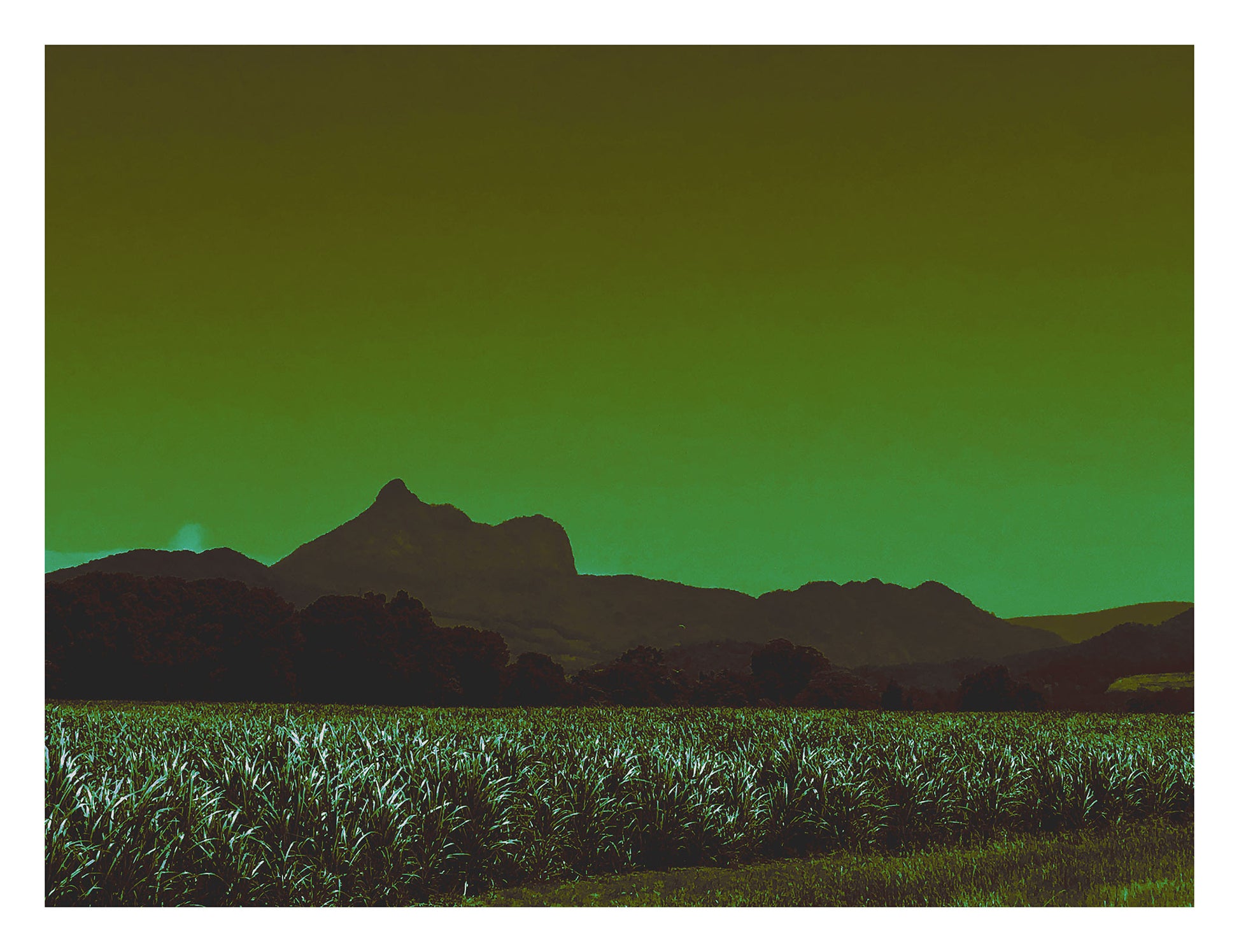 Vivid Country - Wollumbin Cane Fields Murwillumbah - 6484v1017 - 104x81.5cm, a fine art print of Wollumbin seen behind a dense sugarcane field outside Murwillumbah. Rendered in deep greens and earthy tones, this Pop Art-style image captures the quiet strength of the agricultural landscape beneath the iconic mountain.