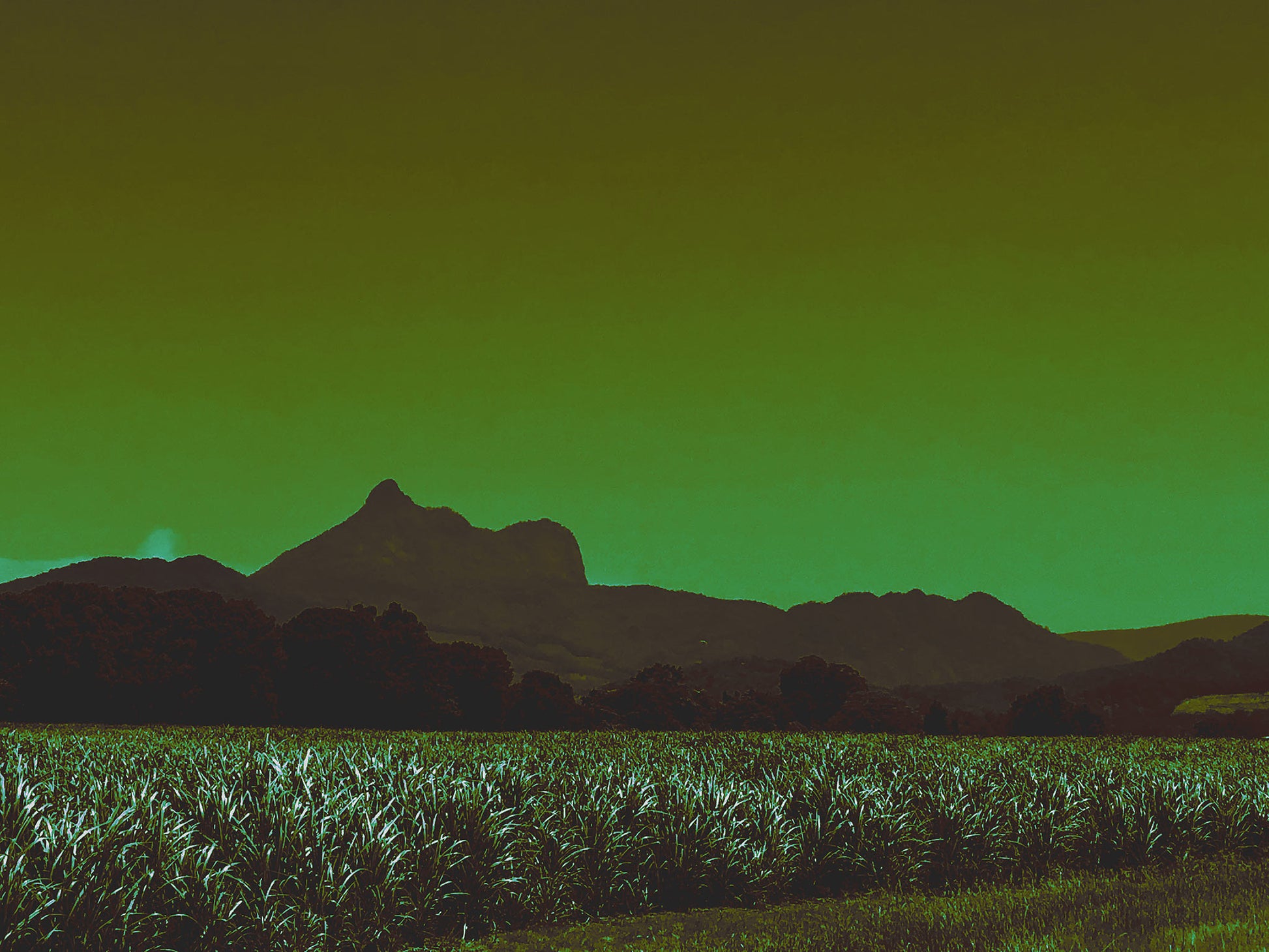 Vivid Country - Wollumbin Cane Fields Murwillumbah - 6484v1017 - 90x67.5cm, a fine art print of Wollumbin seen behind a dense sugarcane field outside Murwillumbah. Rendered in deep greens and earthy tones, this Pop Art-style image captures the quiet strength of the agricultural landscape beneath the iconic mountain.