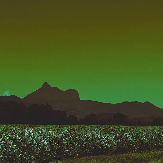 Vivid Country - Wollumbin Cane Fields Murwillumbah - 6484v1017 - Close Detail View, a fine art print of Wollumbin seen behind a dense sugarcane field outside Murwillumbah. Rendered in deep greens and earthy tones, this Pop Art-style image captures the quiet strength of the agricultural landscape beneath the iconic mountain.
