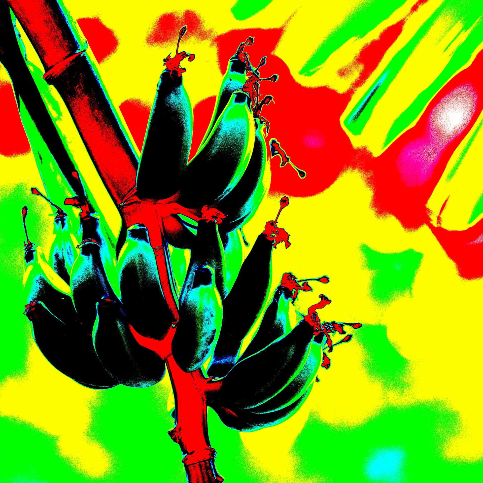Xtra POP Set - Bananas - Swans Rd - 143464v2 - Close Detail View, Stylised banana cluster against a vivid red, yellow, and green digitally altered background with neon contrast.