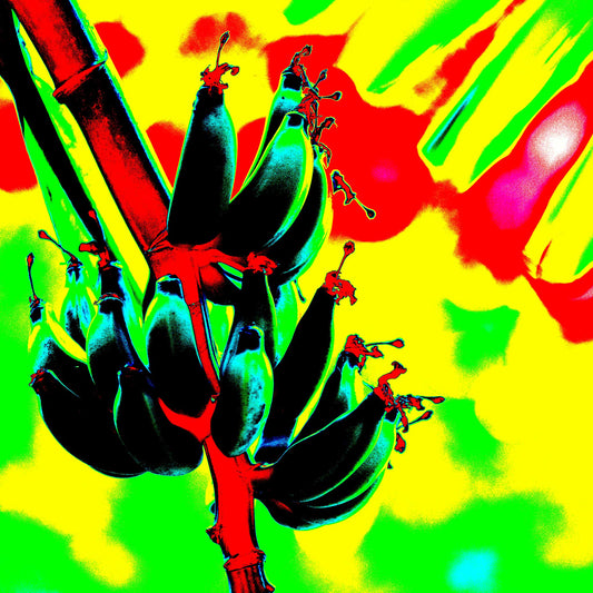 Xtra POP Set - Bananas - Swans Rd - 143464v2 - Close Detail View, Stylised banana cluster against a vivid red, yellow, and green digitally altered background with neon contrast.