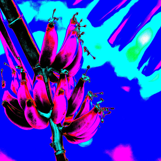Xtra POP Set - Bananas - Swans Rd - 143464v3 - Close Detail View, Fluorescent pink bananas with cyan shadows set against an intense electric blue sky in a vibrant digital artwork.