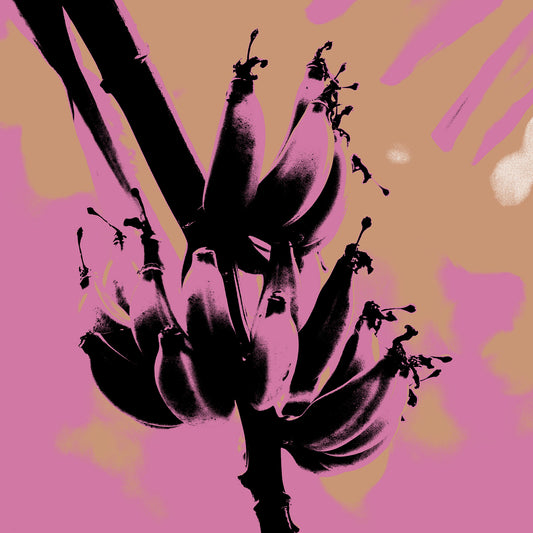 Xtra POP Set - Bananas - Swans Rd - 143464v4 - Close Detail View, Black banana cluster silhouette over a stylised pink and ochre background, evoking vintage poster pop art.