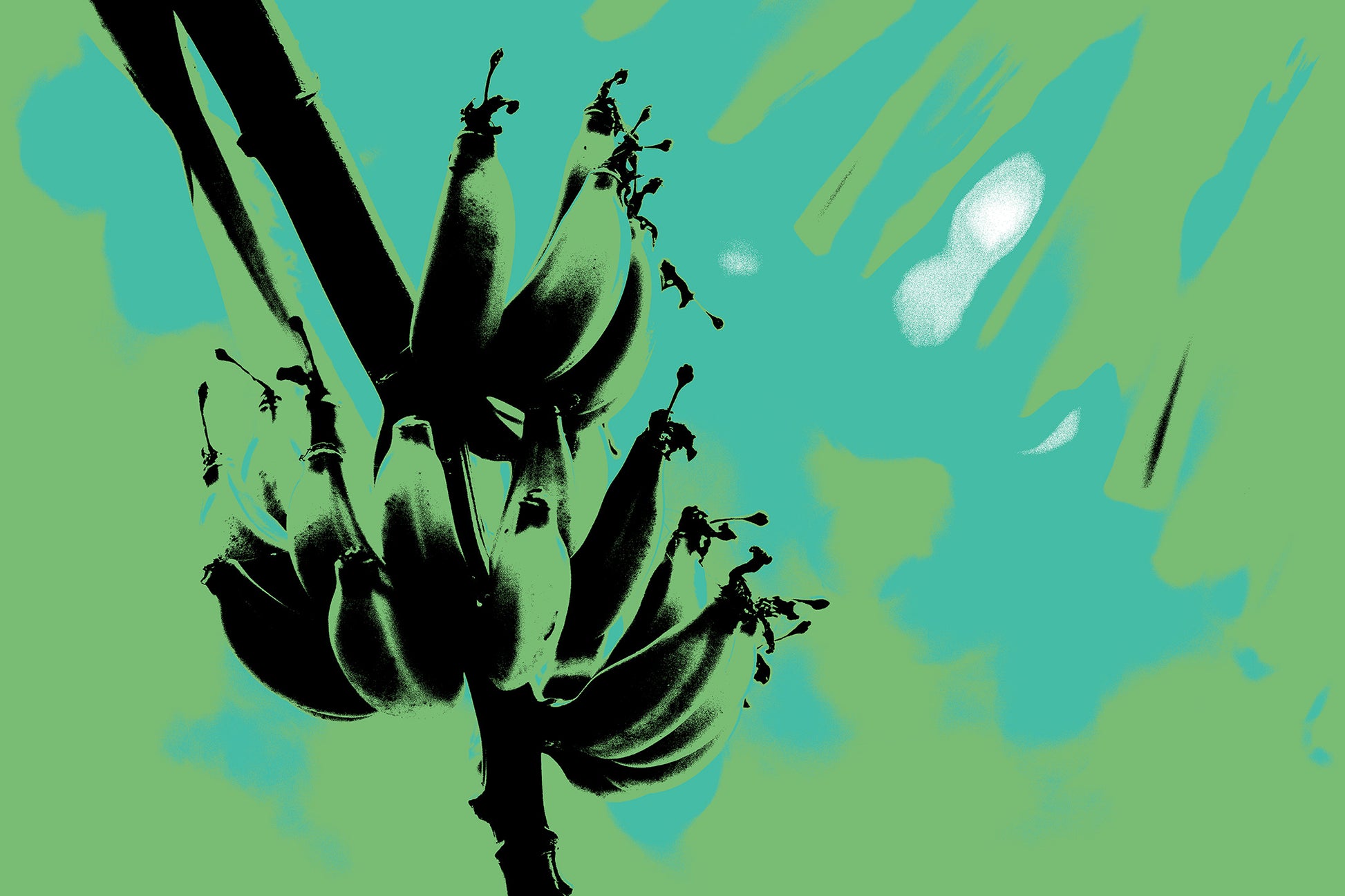 Xtra POP Set - Bananas - Swans Rd - 143464v5 - 90x60cm, Stylised black banana silhouette over a green and turquoise screen print-style background, with soft retro hues.