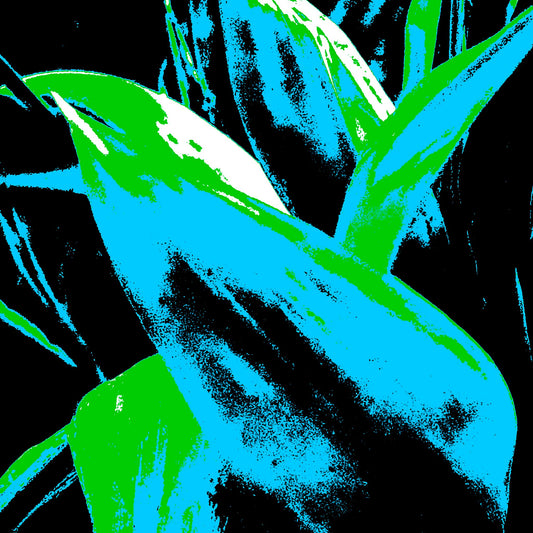 Xtra POP Set - Bird of Paradise - 185937v13 - Close Detail View, Striking cyan and green tropical leaves in bold silhouette against deep black, rendered in high-impact Pop Art style.