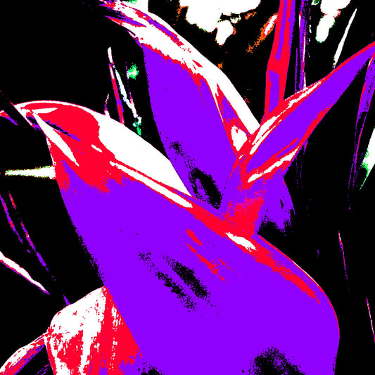 Xtra POP Set - Bird of Paradise - 185937v4 - Close Detail View, Posterised purple and red tropical leaves with stark black background, bold Pop Art interpretation.