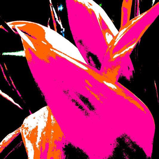 Xtra POP Set - Bird of Paradise - 185937v5 - Close Detail View, Vivid pink and orange tropical leaves with black background, electrified Pop Art style.