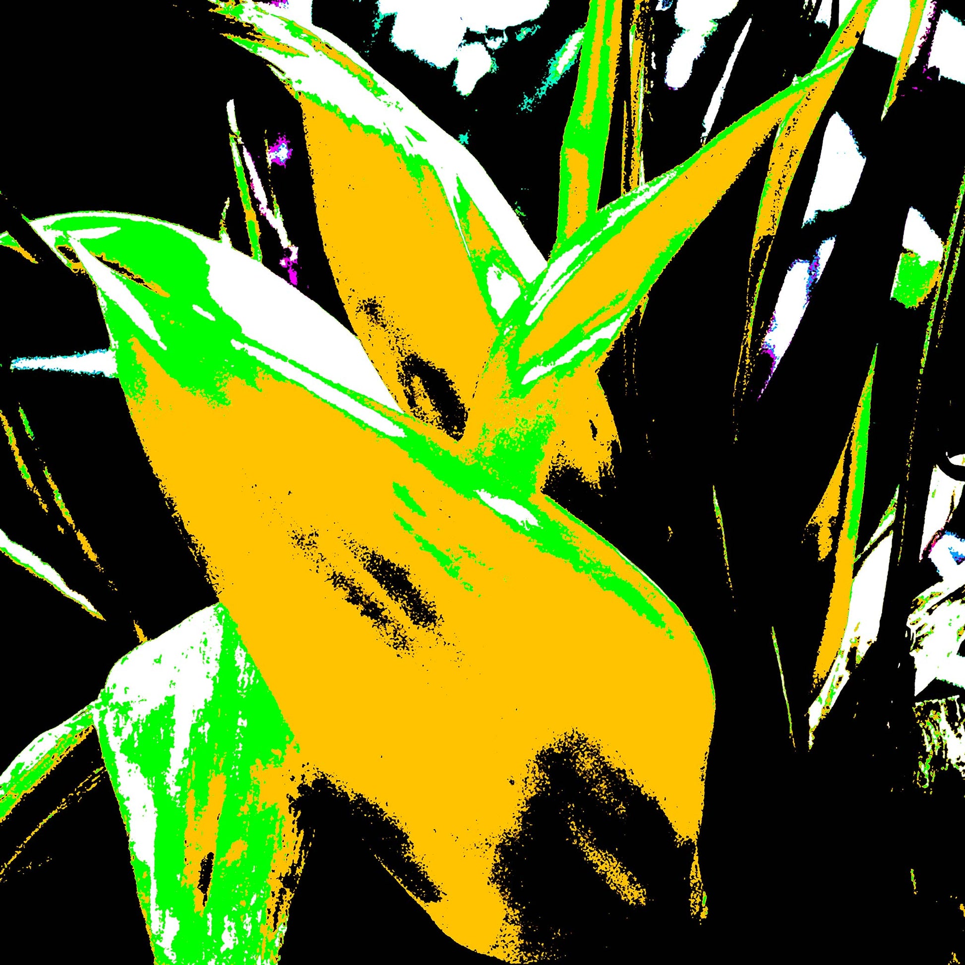 Xtra POP Set - Bird of Paradise - 185937v6 - 90x90cm, Stylised yellow and green tropical leaves with stark black contrasts in vivid Pop Art treatment.