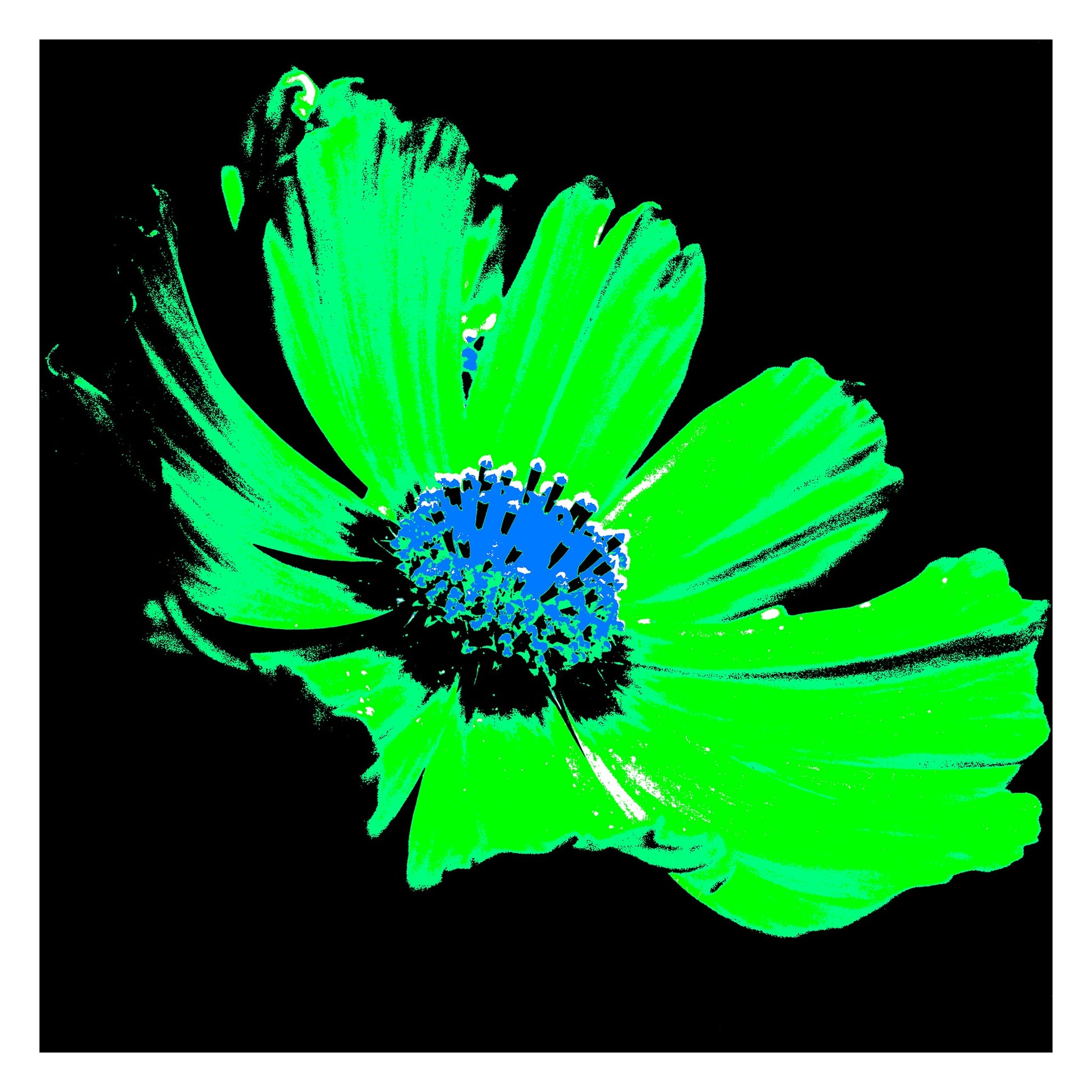 Xtra POP Set - Echinacea Flower - 990319v11 - 104x104cm, A high-impact pop art style flower featuring bright green petals and a vivid blue centre against a black background. Electrifying and graphic. Limited edition fine art print.
