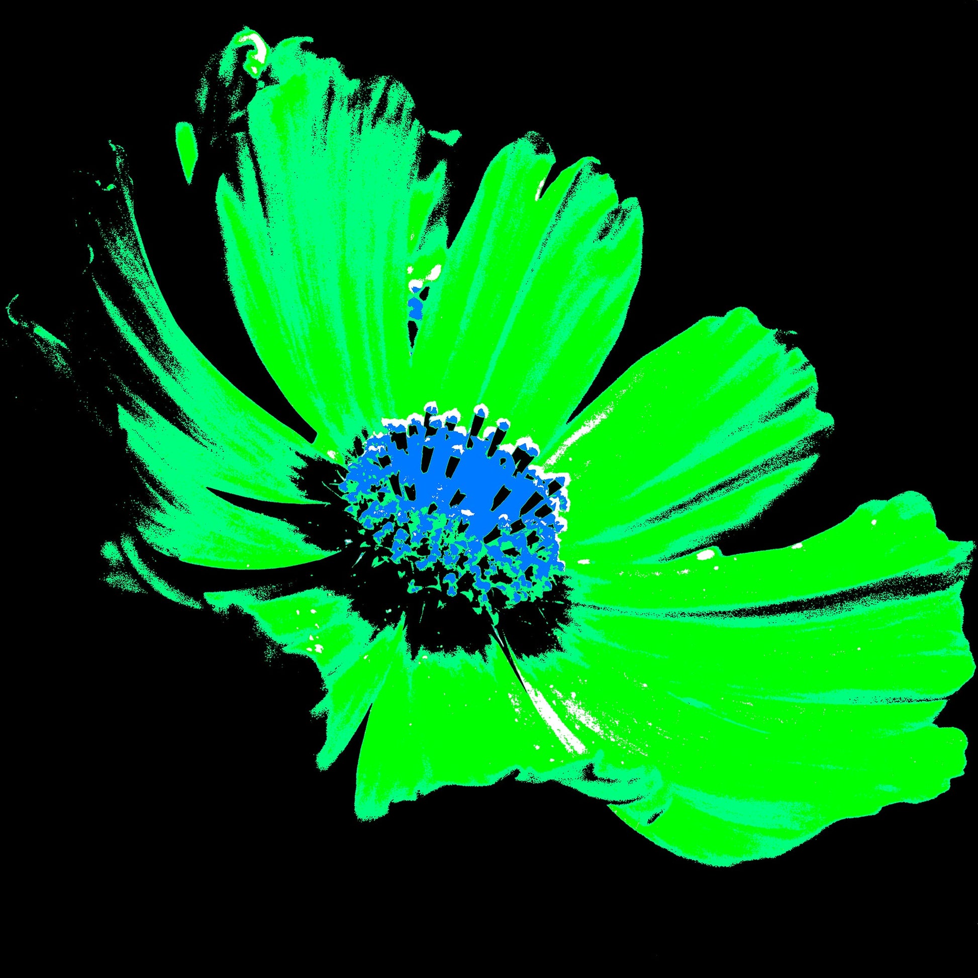 Xtra POP Set - Echinacea Flower - 990319v11 - 90x90cm, A high-impact pop art style flower featuring bright green petals and a vivid blue centre against a black background. Electrifying and graphic. Limited edition fine art print.